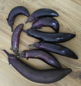eggplant from our tower garden