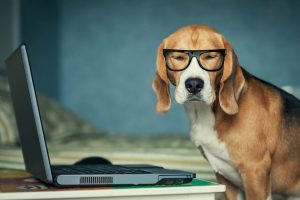 Beagle and His Blog