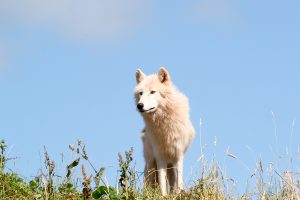 A lone wolf on the prairie. Working with a Lone Wolf requires boundaries.