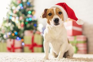 Christmas is love. Dog Jack Russell Terrier in a house decorated with a Christmas tree and gifts wishes happy Holiday and Christmas Eve