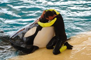 trainer and killer whale. the relationship is similar to how we can be nurturing employees